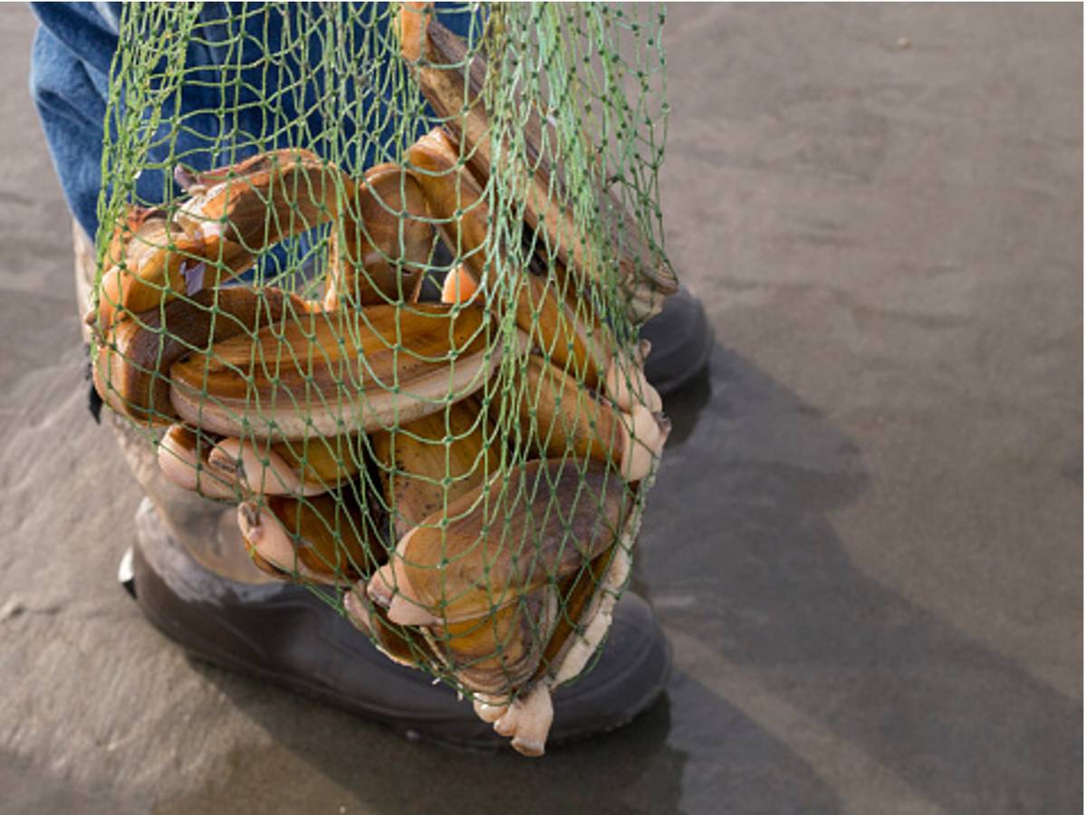 Clamming in Cook Inlet