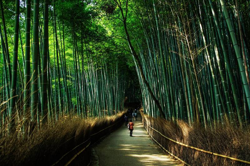 Sagano Bamboo Forest and Nonomiya Shrine
