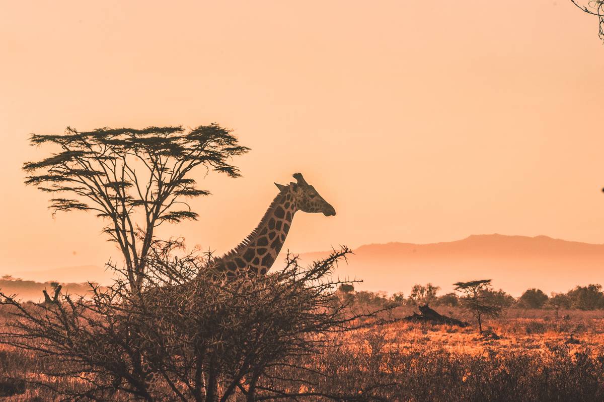 Safari in Tanzania | 5 Day Affordable Safari