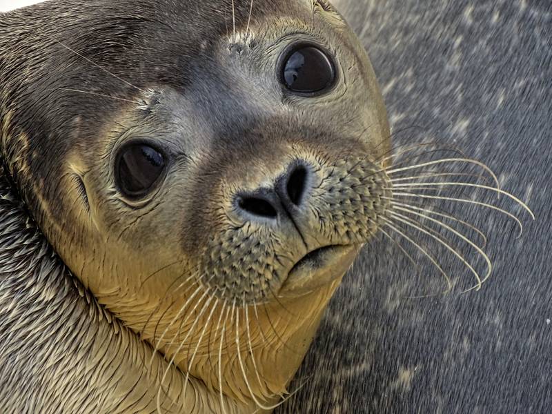 The Cornish Seal Sanctuary - Sea Life Trust