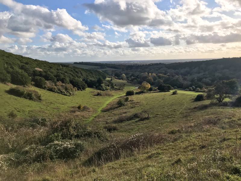 Kingley Vale (NNR) and Devil’s Humps