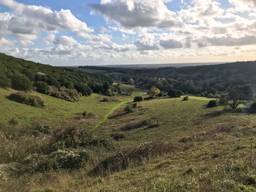 Kingley Vale (NNR) and Devil’s Humps
