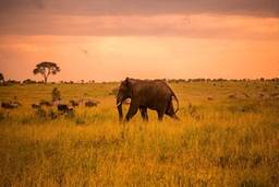 4 Day Tanzania Safari: Tarangire, Serengeti and Ngorongoro